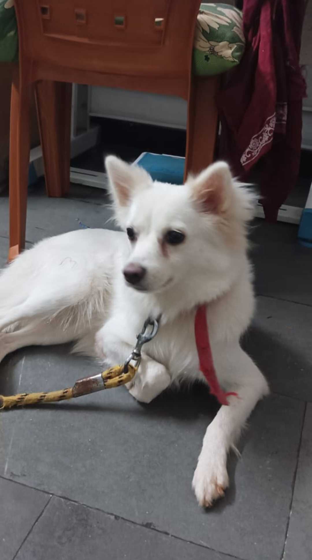 Pomeranian For Adoption In Hyderabad
