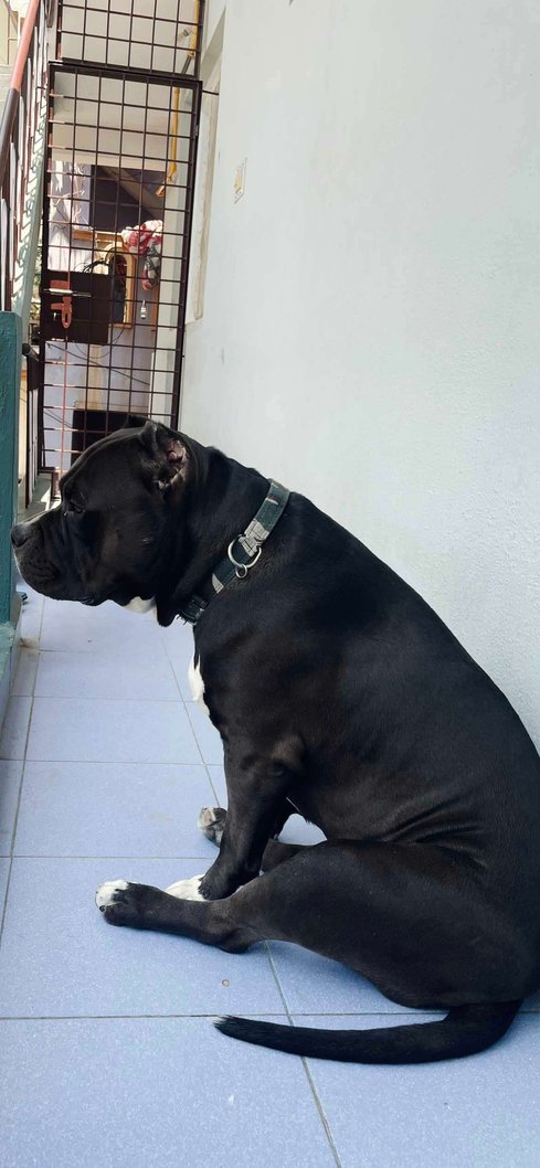 American Bully Dogs For Mating In Bangalore