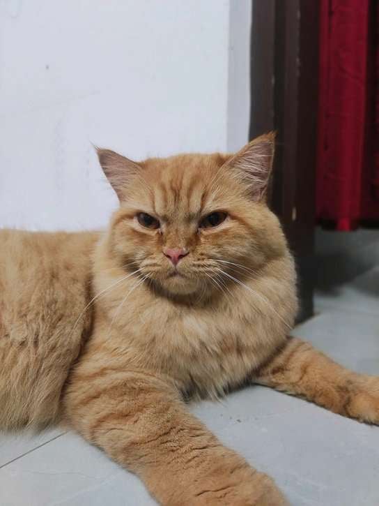 Persian For Adoption In Hyderabad