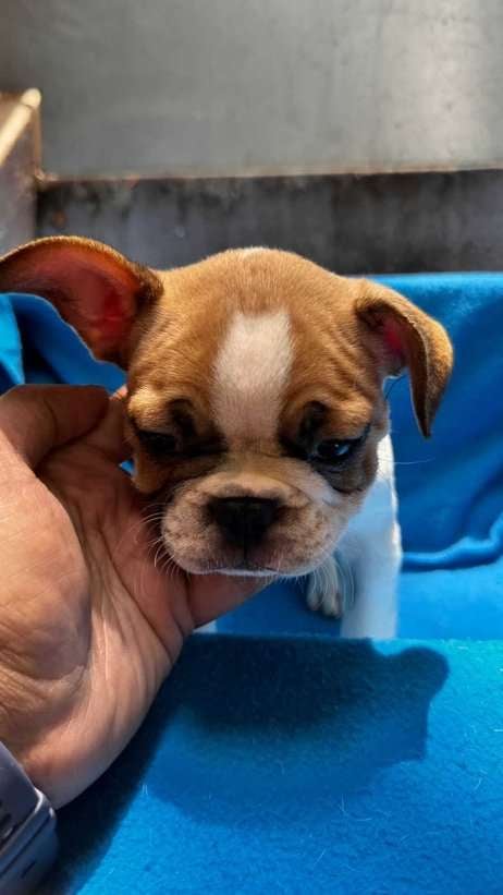 French Bulldog For Sale In Bangalore