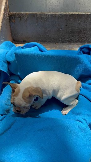 French Bulldog For Sale In Bangalore