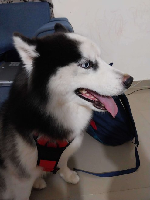 Siberian Husky Dogs For Mating In Bangalore