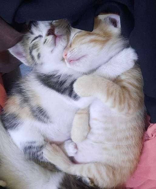 Indian Breed For Adoption In Hyderabad