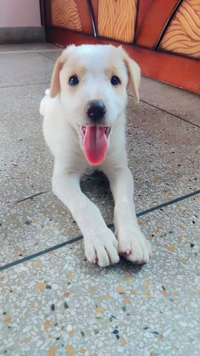 Indian Spitz For Adoption In Jaipur