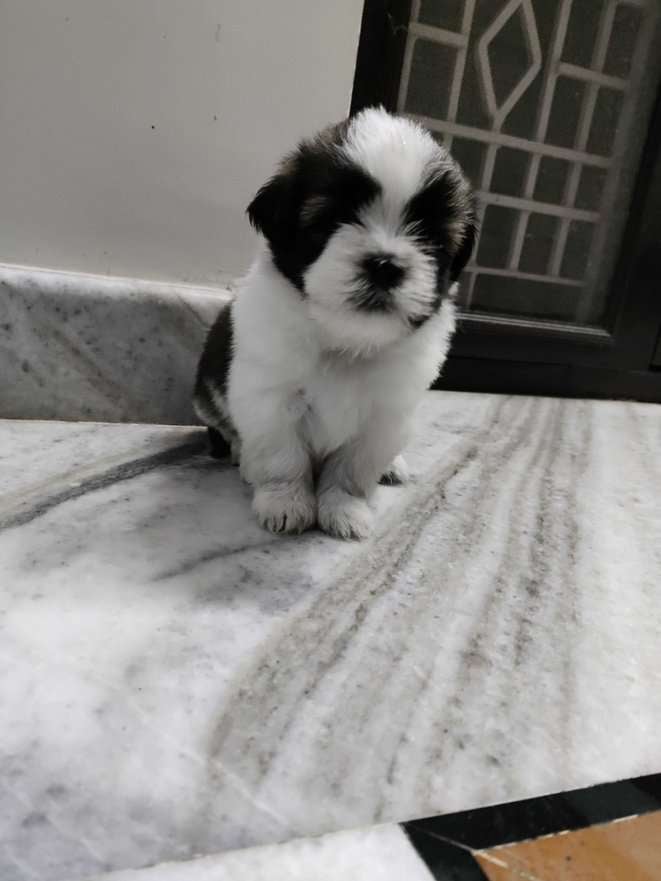 Shih Tzu For Sale In Kakinada
