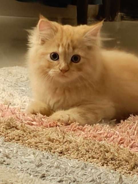 Persian For Adoption In Pune