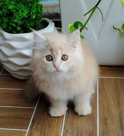 Persian For Adoption In Pune