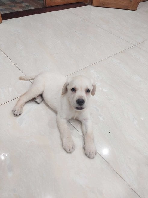 Labrador Retriever For Sale In Varanasi