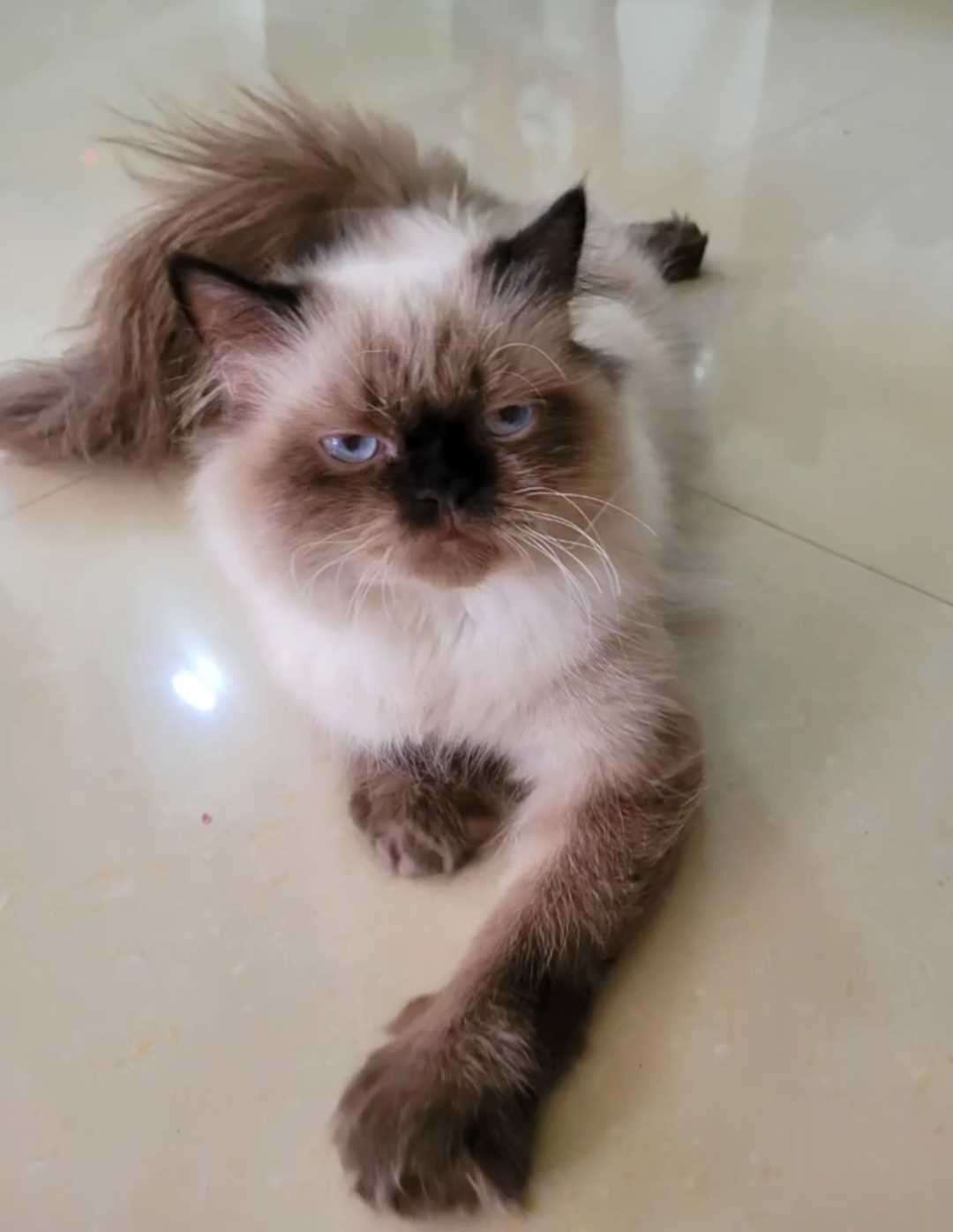 Himalayan For Adoption In Hyderabad