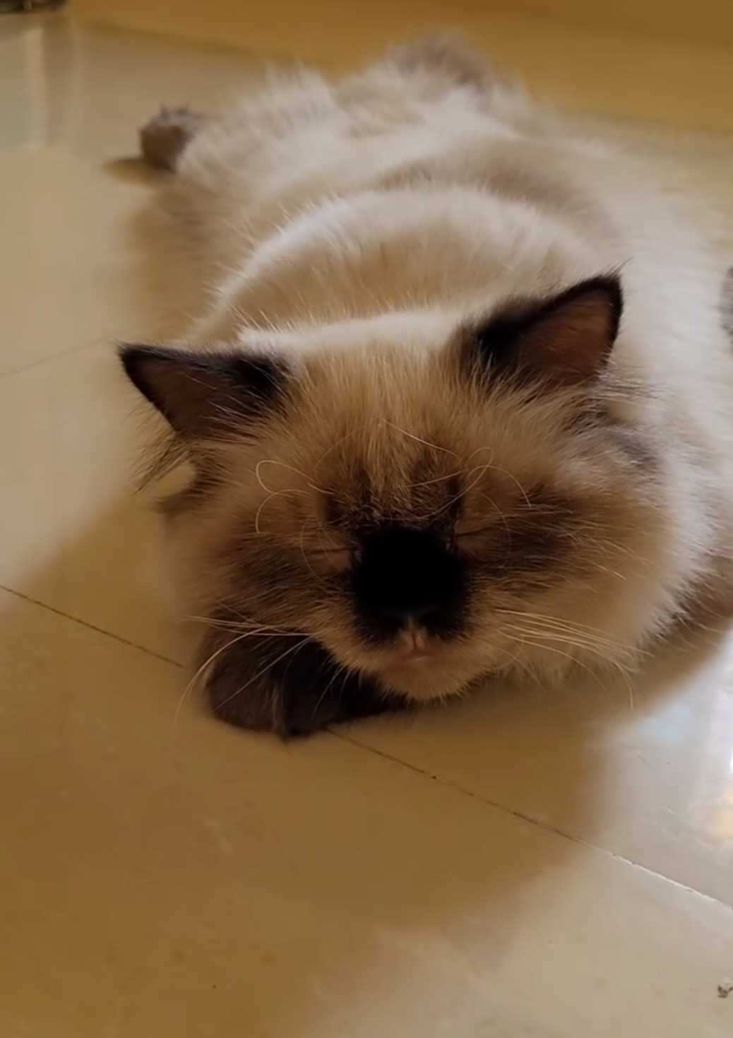 Himalayan For Adoption In Hyderabad