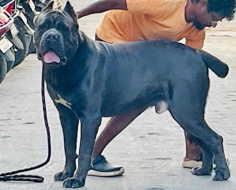 Cane Corso Dogs For  Mating In Pune