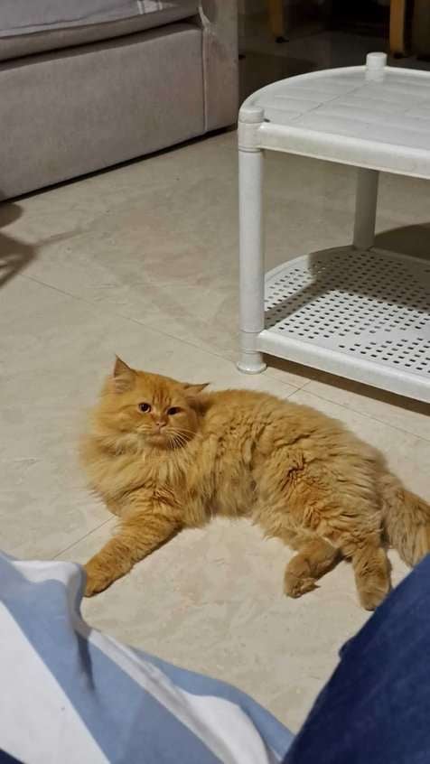 Persian For Adoption In Hyderabad