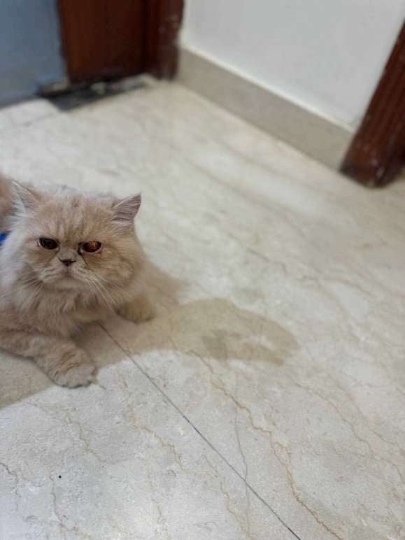 Himalayan For Adoption In Delhi