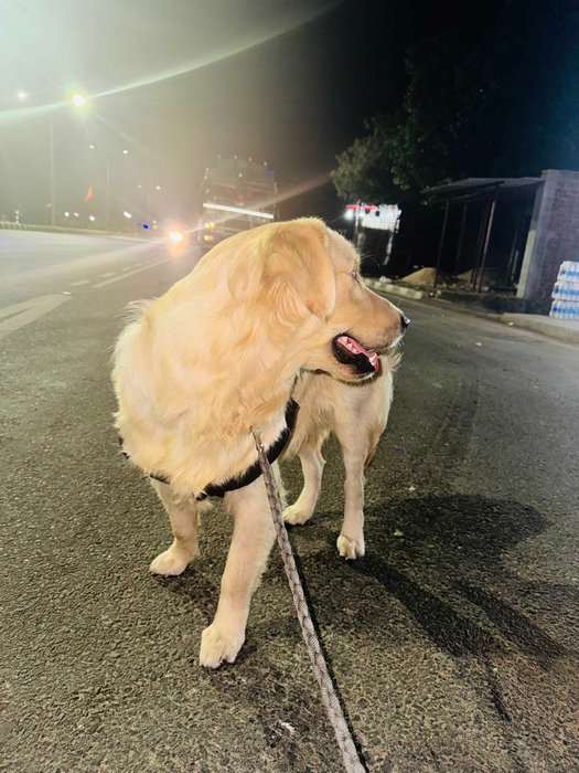 Golden Retriever Dogs For  Mating In Kolkata