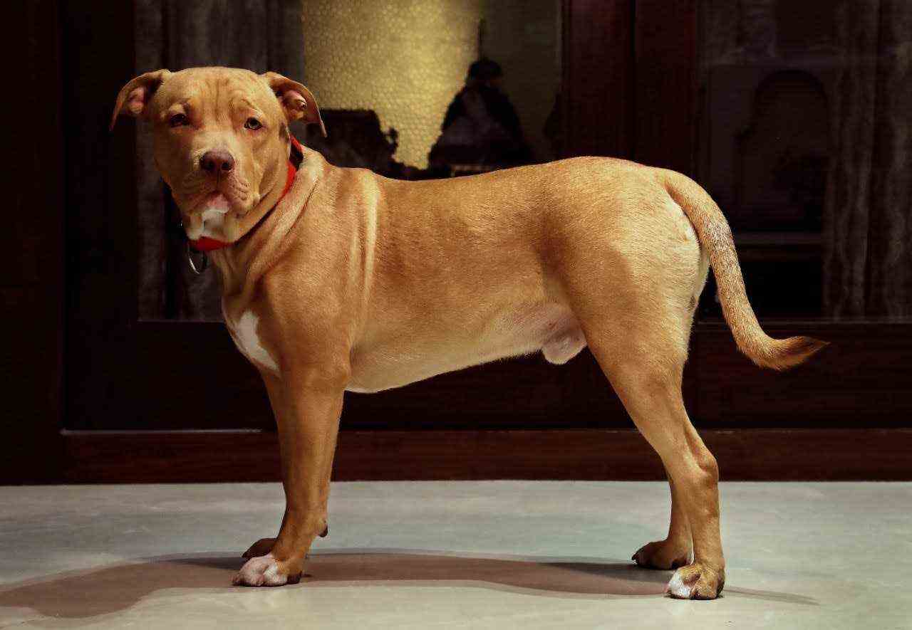 Pitbull Dogs For Mating In Delhi
