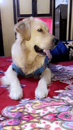 Golden Retriever Dogs For Mating In Delhi