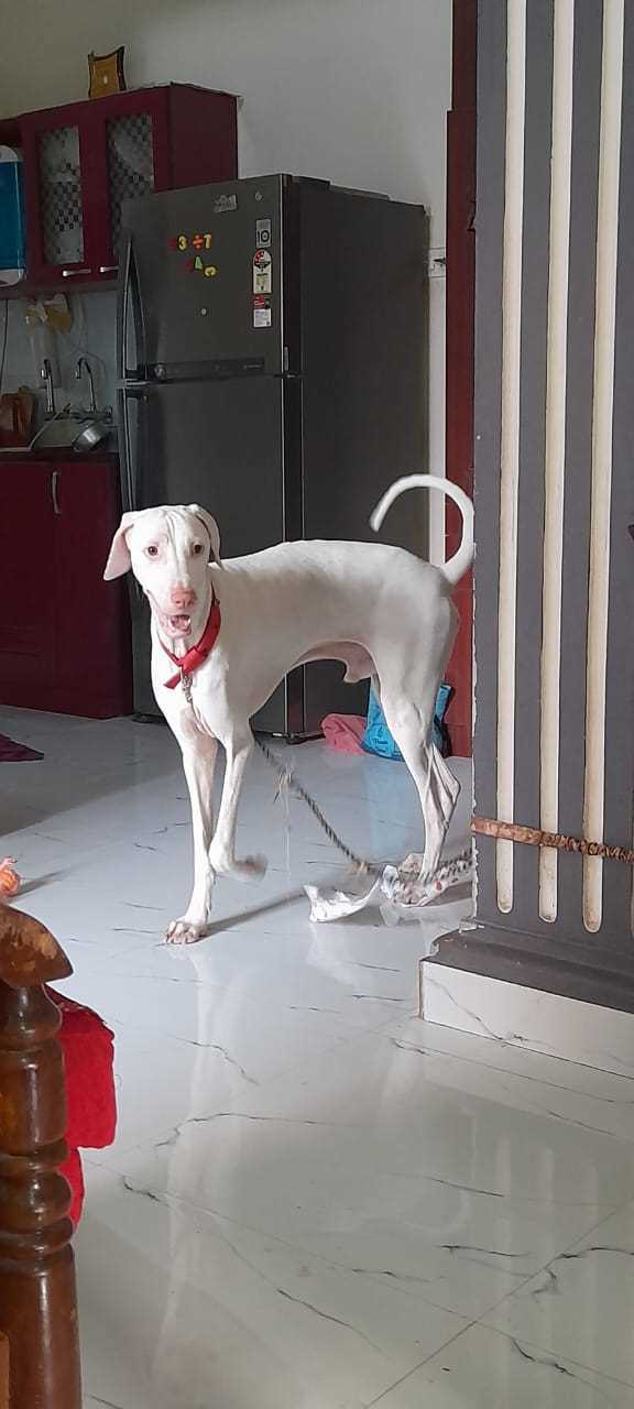 Rajapalayam Dogs For  Mating In Chennai