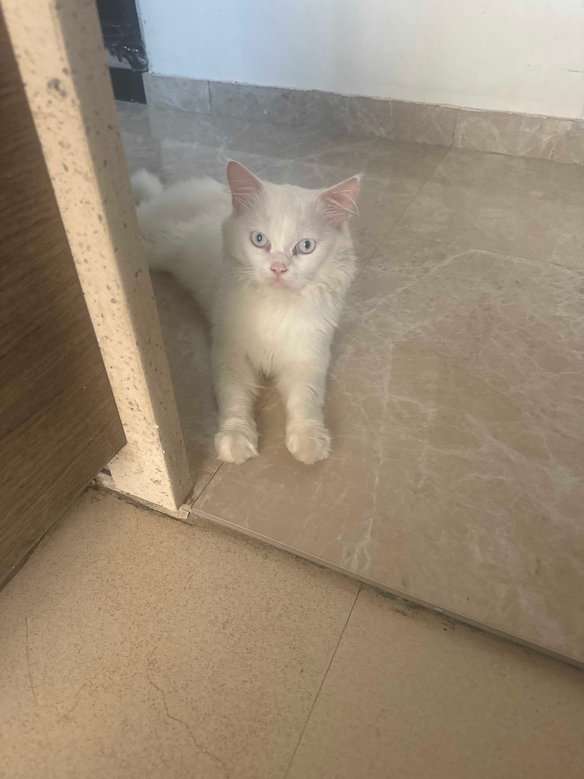 Persian For Adoption In Gurgaon