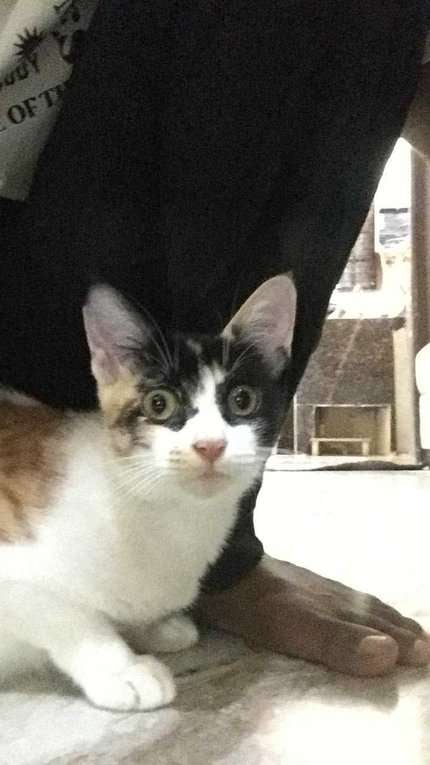 Indian Breed For Adoption In Hyderabad