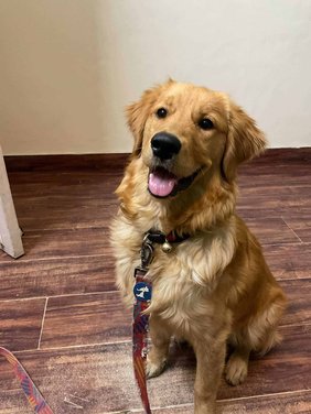 Golden Retriever For Adoption In Gurgaon