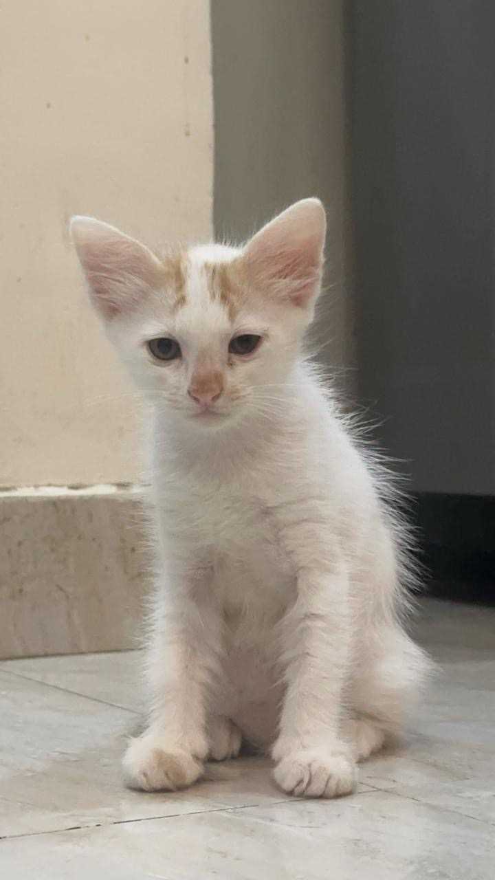 Indian Breed For Adoption In Pune