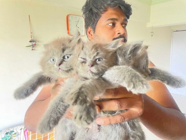Persian For Sale In Thane