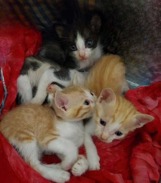 Indian Breed For Adoption In Pune