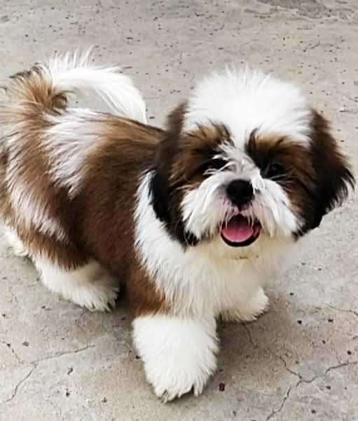 Shih Tzu For Sale In Faridabad