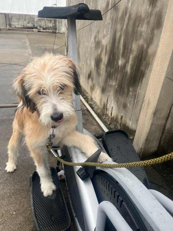 Lhasa Apso For Adoption In Hyderabad