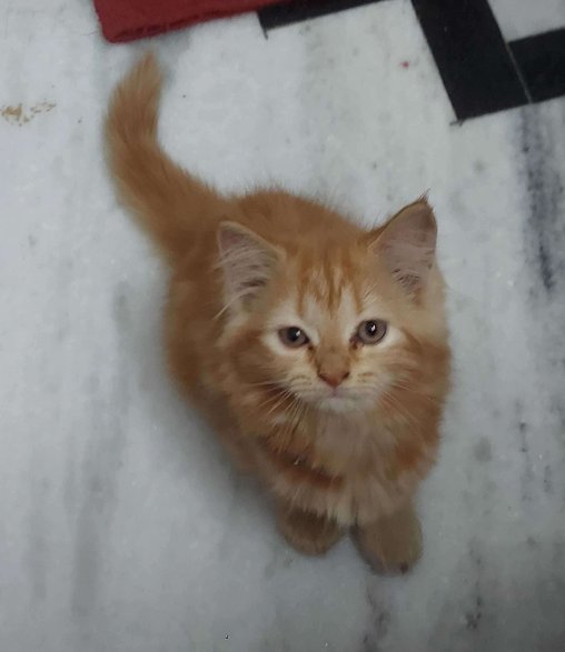 Persian For Sale In Aligarh