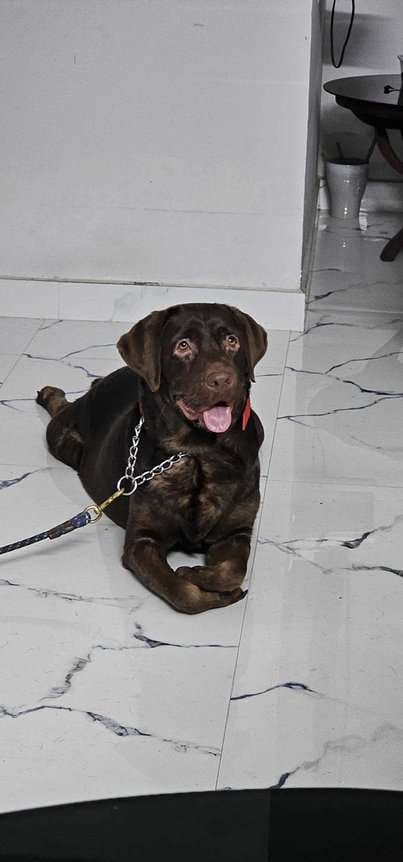 Labrador Retriever For Adoption In Kottayam