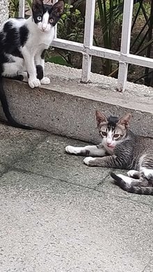 Indian Breed For Adoption In Delhi