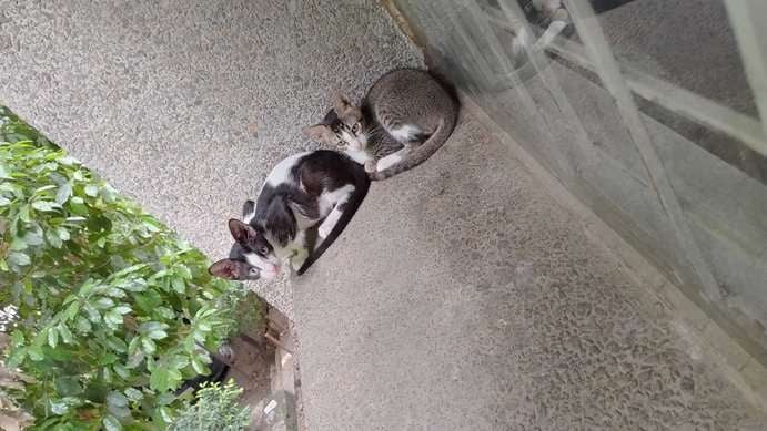 Indian Breed For Adoption In Delhi