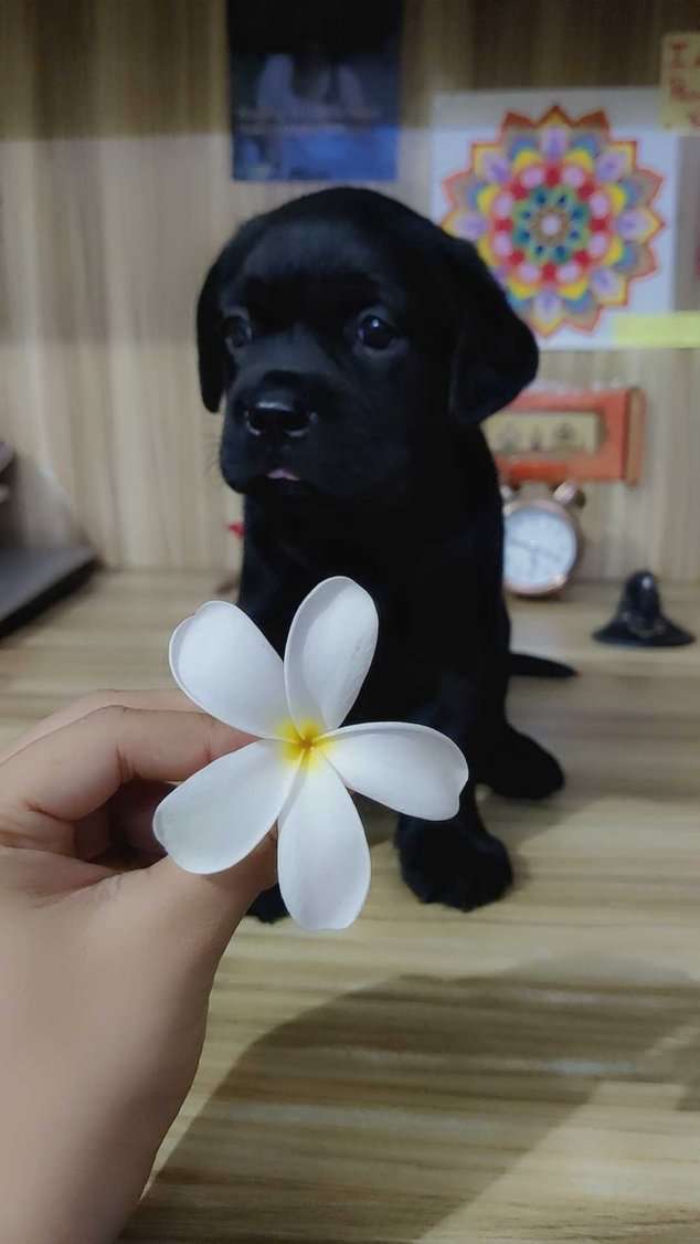 Labrador Retriever For Sale In Lucknow