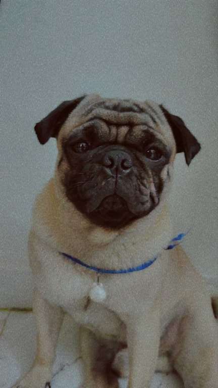 Pug Dogs For  Mating In Chennai