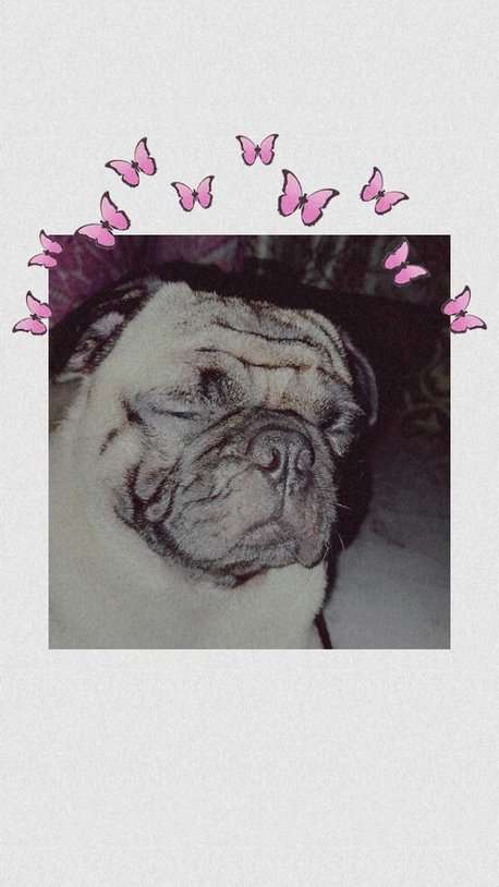 Pug Dogs For  Mating In Chennai
