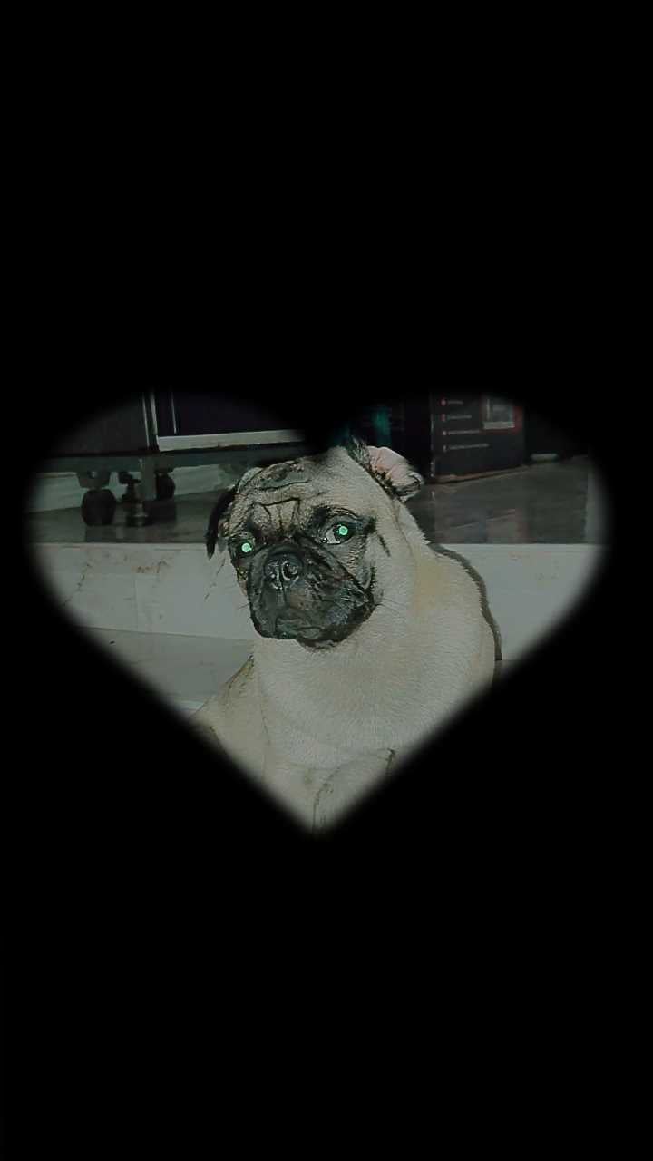Pug Dogs For Mating In Chennai