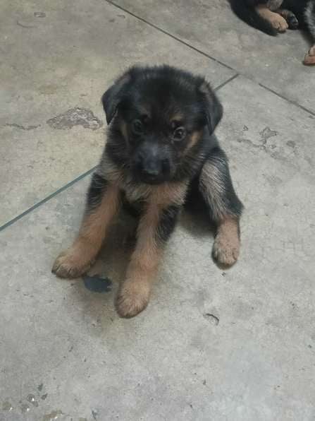 German Shepherd For Sale In Delhi