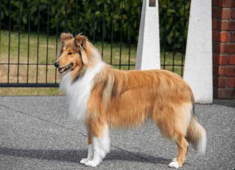 10 Best Family Friendly Dogs in India in 2025 - Great with Kids & Elders