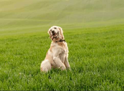 10 Best Family Friendly Dogs in India in 2025 - Great with Kids & Elders