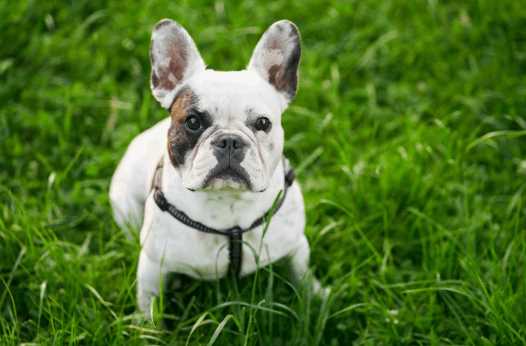 10 Best Family Friendly Dogs in India in 2025 - Great with Kids & Elders