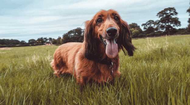 10 Best Family Friendly Dogs in India in 2025 - Great with Kids & Elders