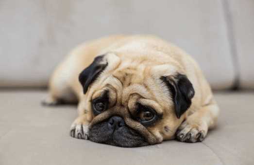 10 Best Family Friendly Dogs in India in 2025 - Great with Kids & Elders
