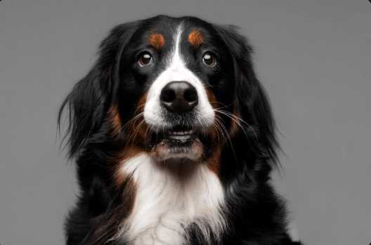 10 Best Family Friendly Dogs in India in 2025 - Great with Kids & Elders