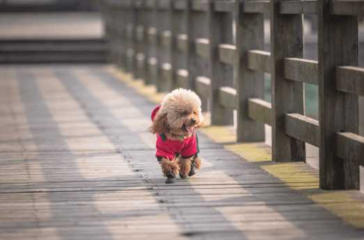 10 Best Family Friendly Dogs in India in 2025 - Great with Kids & Elders