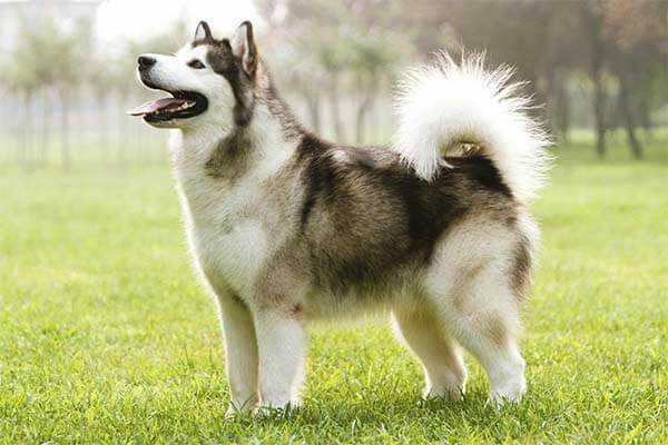10 Best Family Friendly Dogs in India in 2025 - Great with Kids & Elders