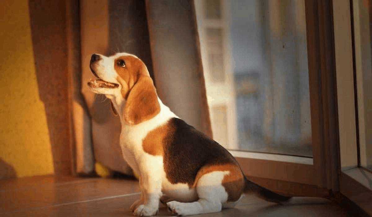 Top Dog Breeds for Small Apartments in India: Small & Calm Dogs for City Living