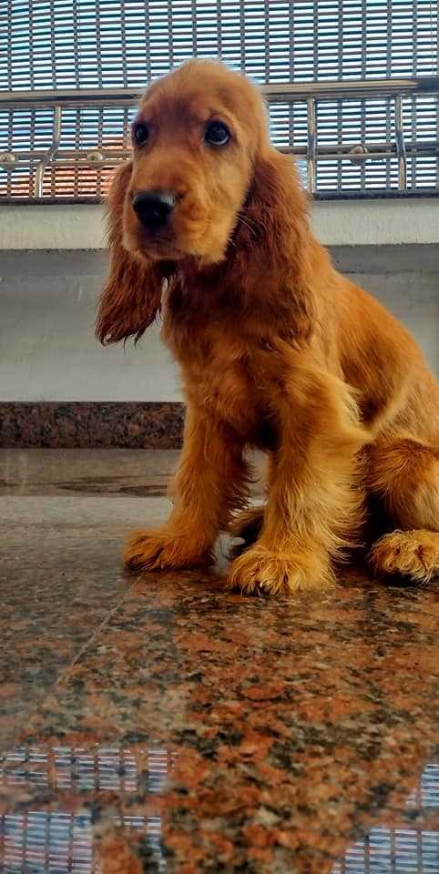 American Cocker Spaniel For Sale In Jalna