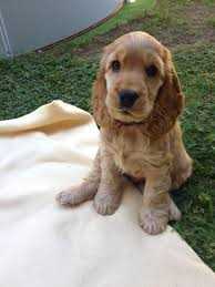 American Cocker Spaniel For Sale In Vellore