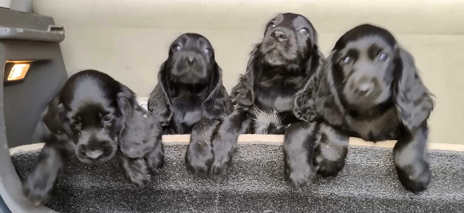 American Cocker Spaniel For Sale In Vellore